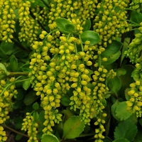 Chiastophyllum oppositifolium